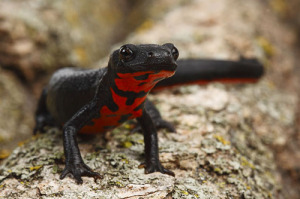 fire bellied newt